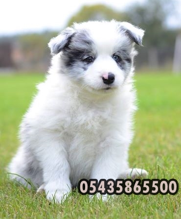 satilik border collie