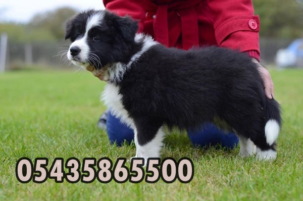 satilik border collie yavrulari