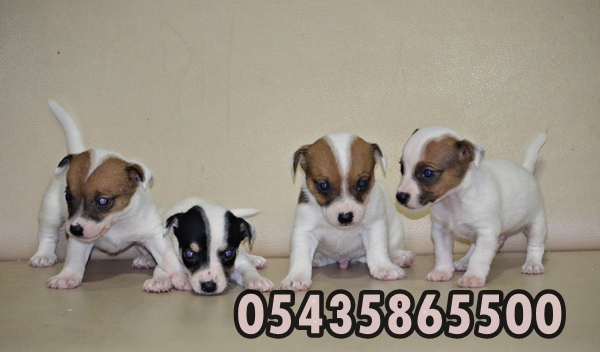 satilik jack russell yavrulari