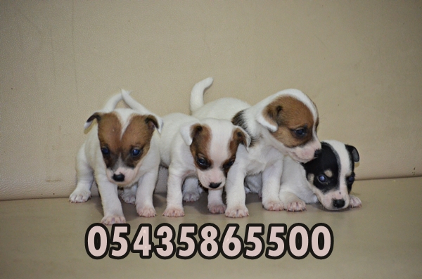 satilik yavru jack russell