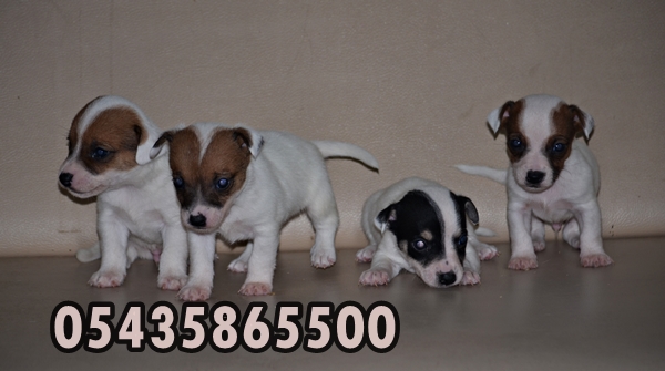 yavru jack russell