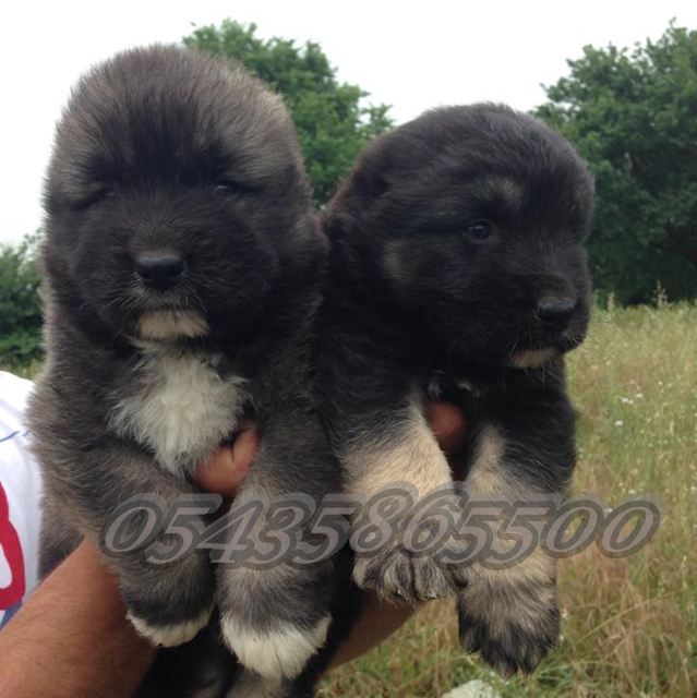 kafkas çoban köpeği yavrusu bakımı