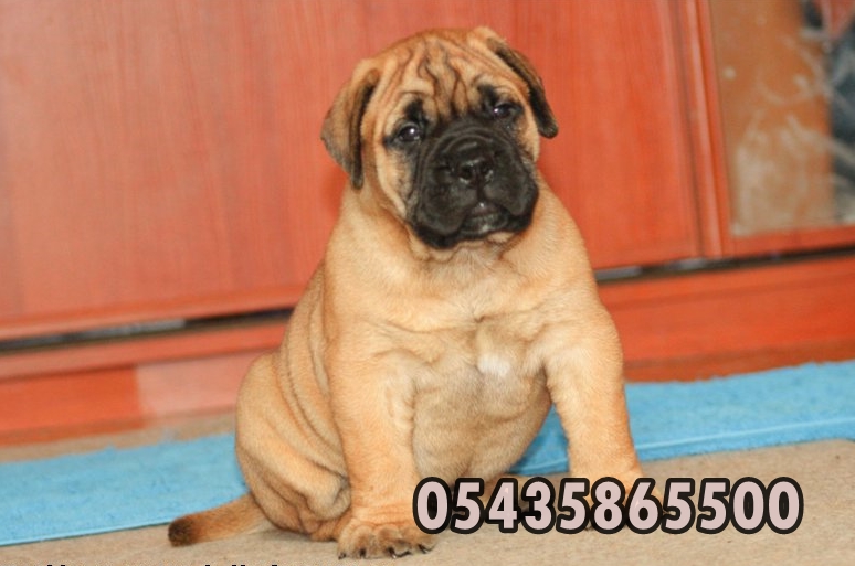 yavru bullmastiff fiyatları