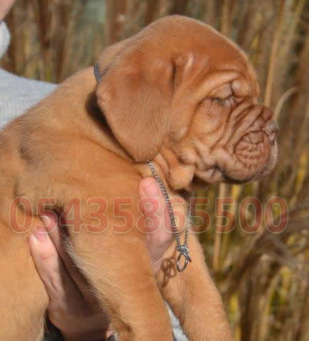 bordeux mastiff yavru fiyatları