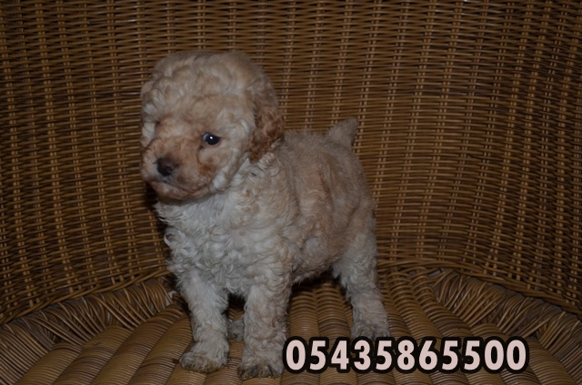 satılık toy poodle fiyatları