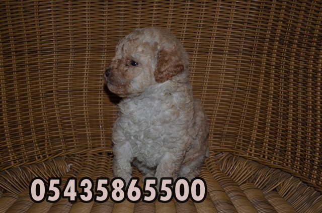 yavru poodle kaniş köpek ilanları