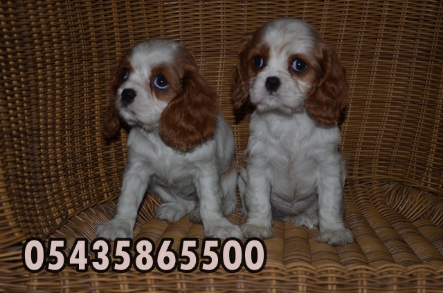 sahibinden satılık cavalier king charles