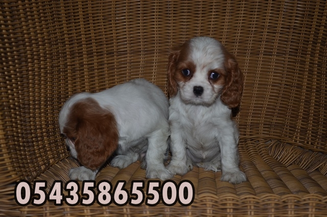 cavalier king charles sahibinden