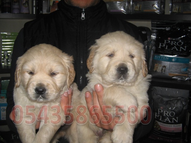 golden retriever satın al