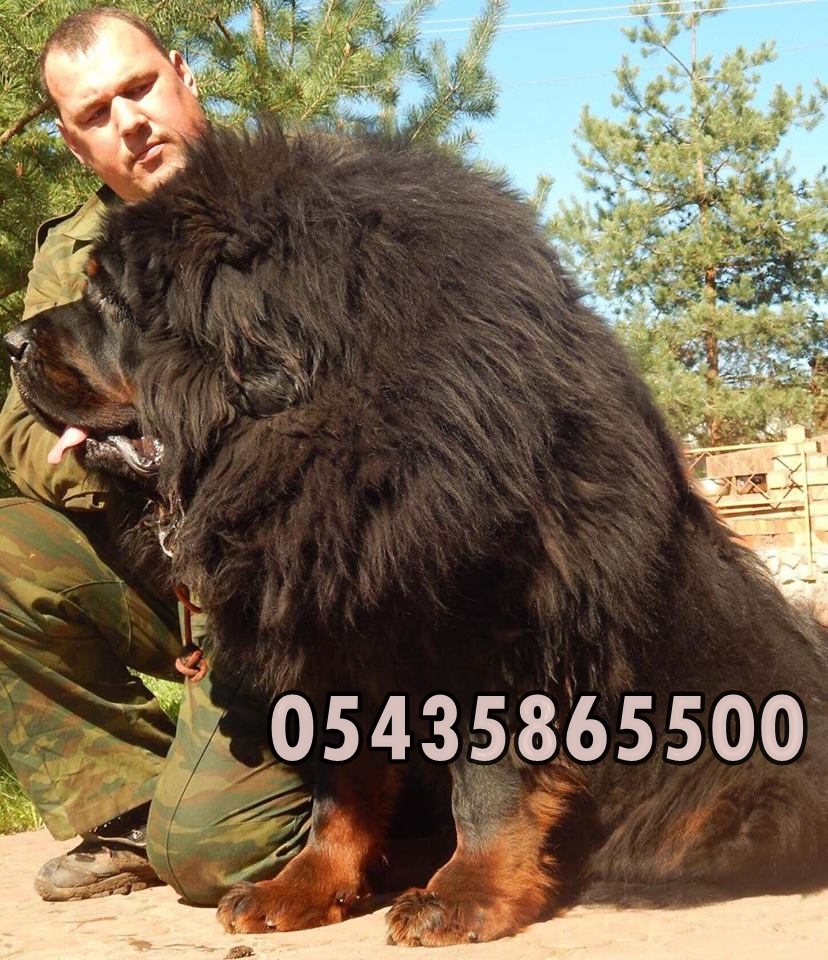 tibetan mastiff