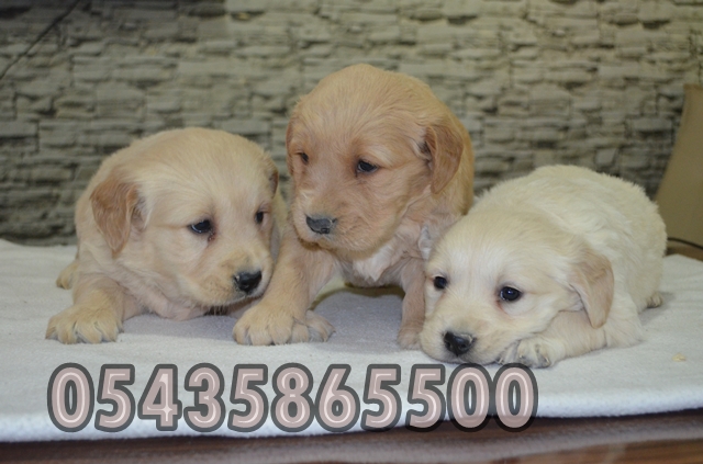 golden retriever yavruları