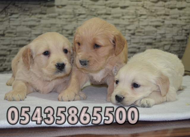 golden retriever yavruları