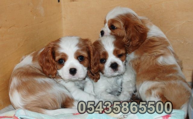 cavalier king charles satılık sahibinden