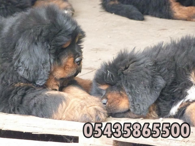 Satılık tibetan mastiff