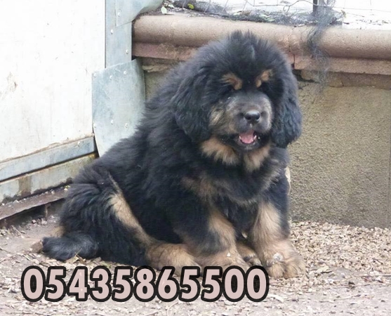 tibetan mastiff yavruları