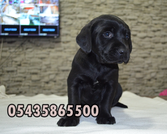 Yavru Labrador Retriever