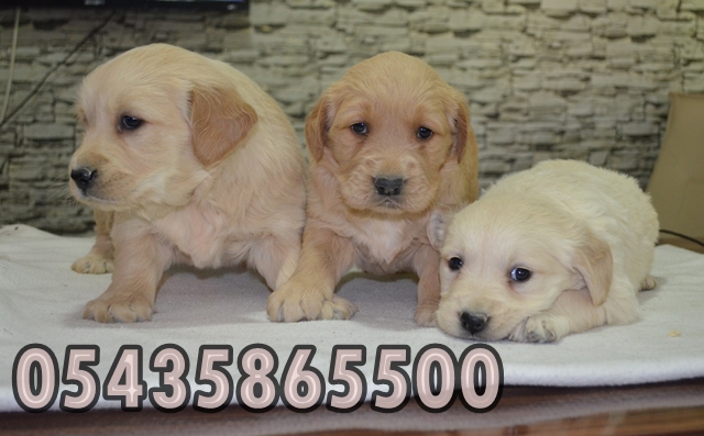 yavru golden retriever