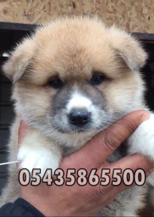 satılık akita inu yavruları