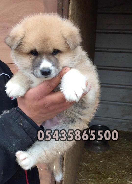 satılık akita inu yavruları