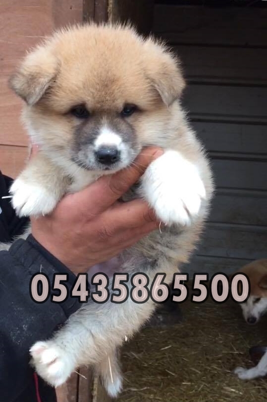 satılık akita inu yavruları