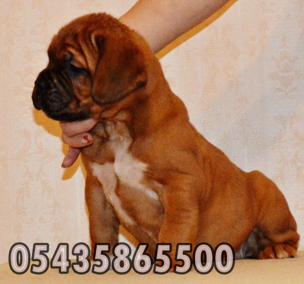 fransız mastiff yavruları