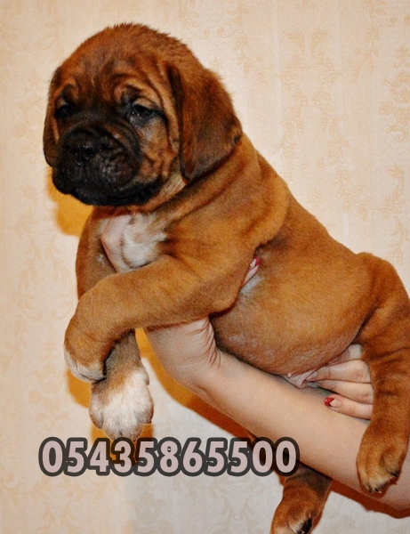 safkan yavru mastiff