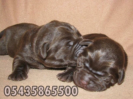 yavru chocolate labrador satılık