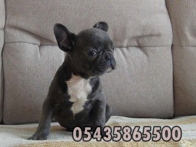 satilik blue french bulldog