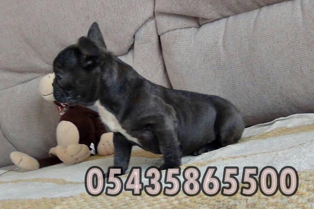 satılık yavru blue fransiz bulldog