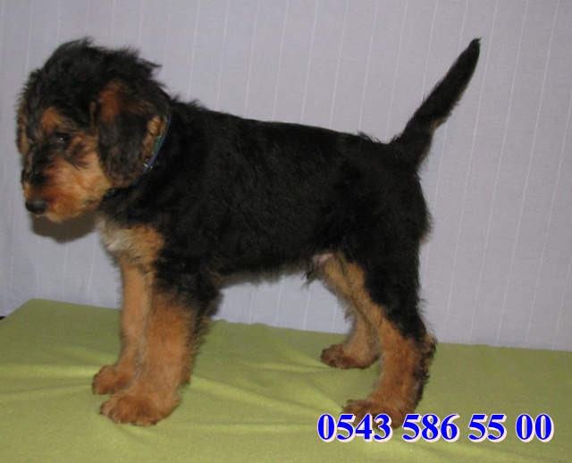 airedale terrier yavru