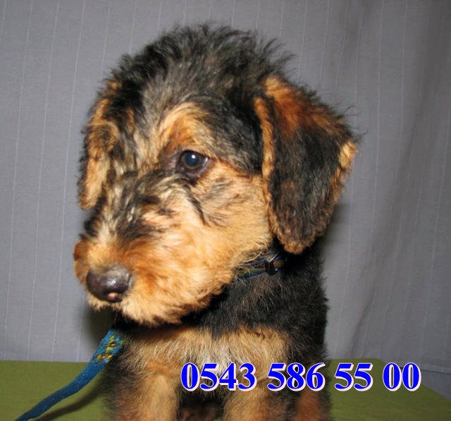 airedale terrier