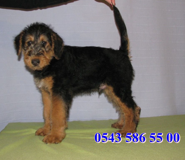 satilik airedale terrier yavru