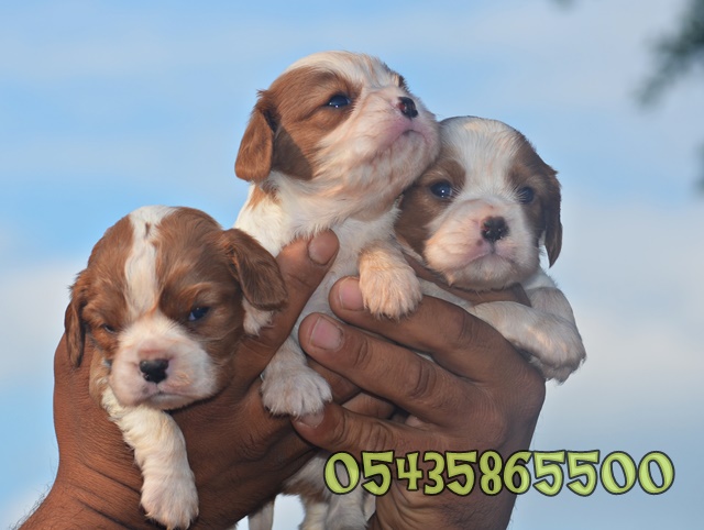 safkan cavalier king charles