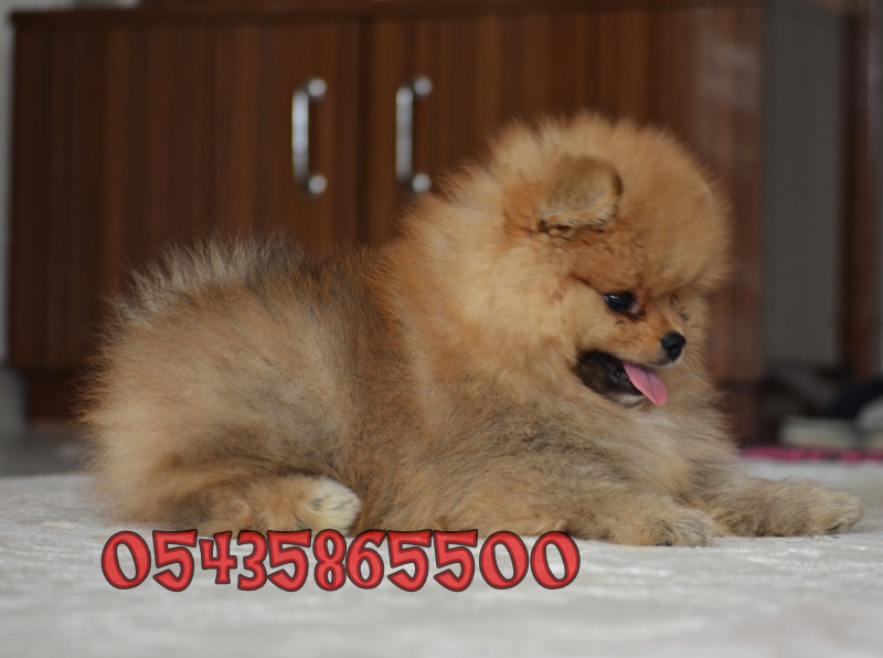 pomeranian boo dog