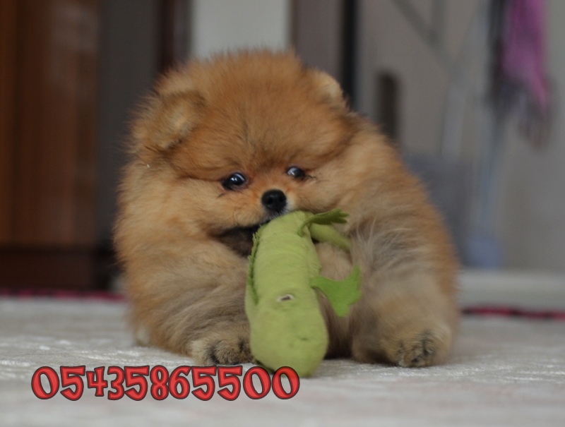 pomeranian boo dog yavru