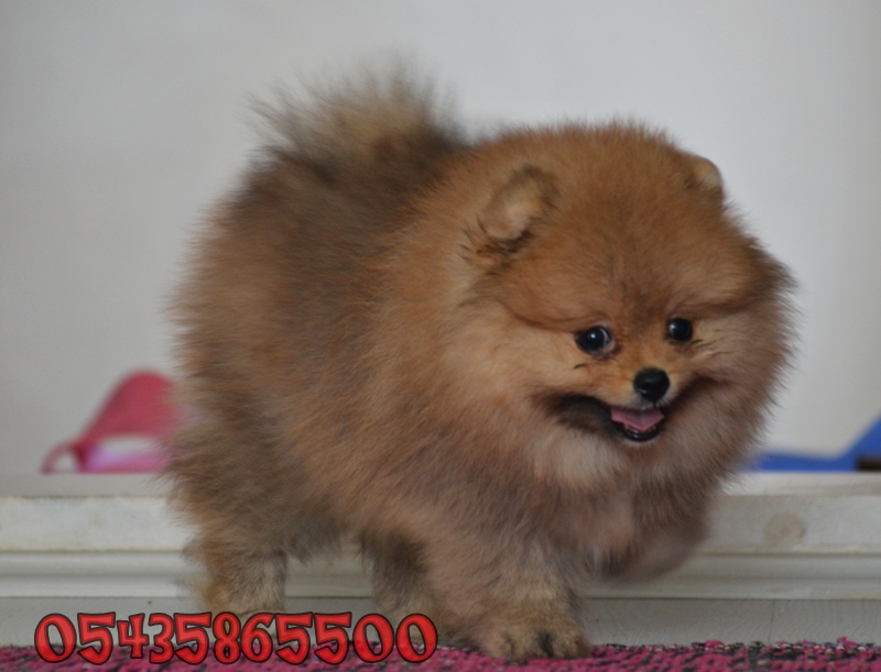 pomeranian boo