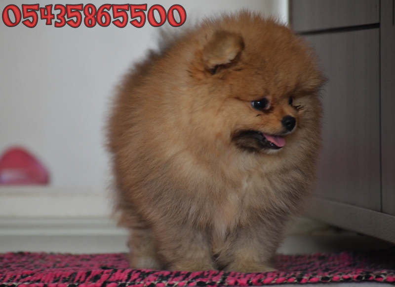 pomeranian boo