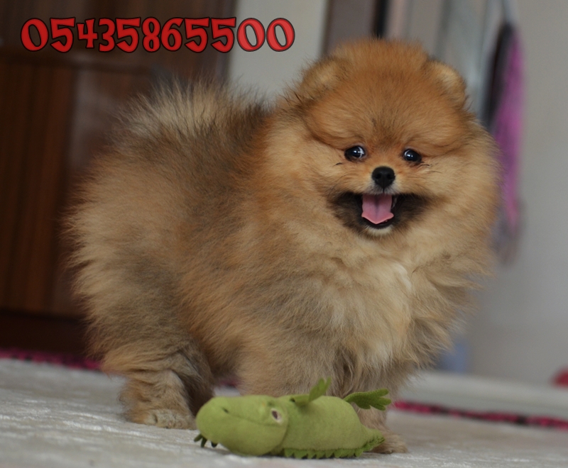 pomeranian boo