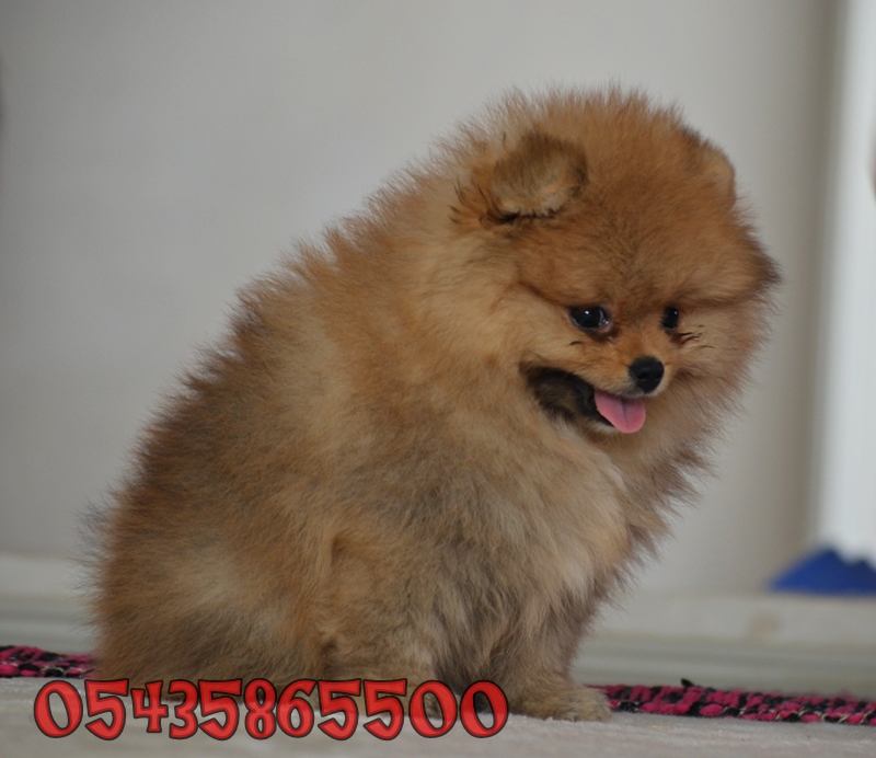 pomeranian boo dog