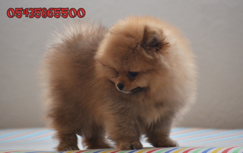 pomeranian boo dog