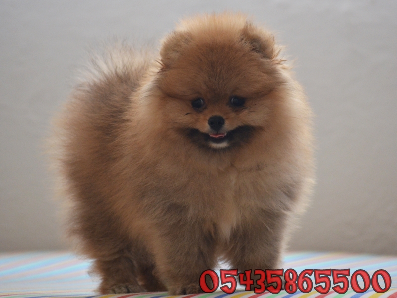 pomeranian boo dog