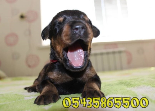 satilik doberman yavru