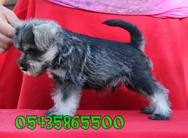 satilik miniature schnauzer