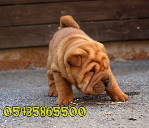 satilik yavru shar-pei