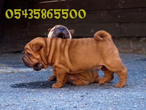 yavru shar-pei