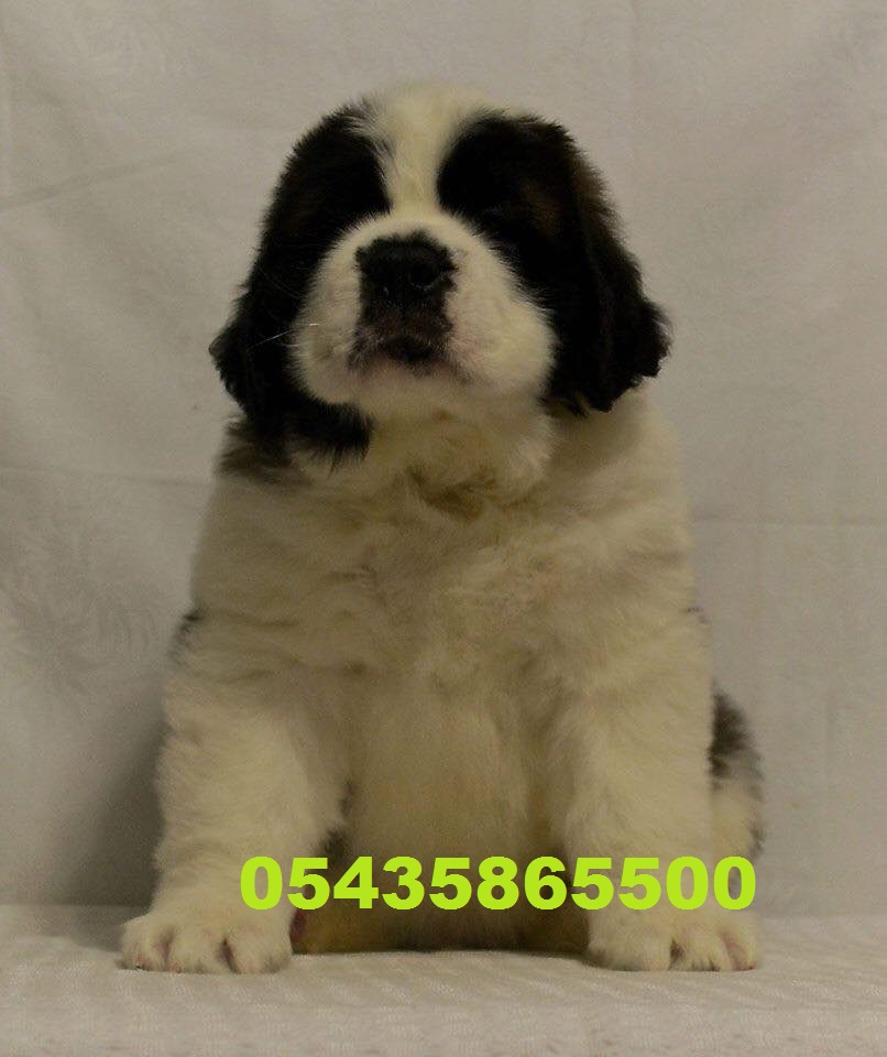 saint bernard