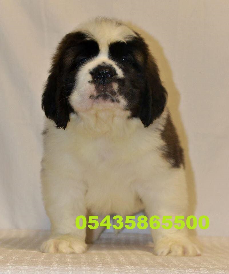 satilik saint bernard