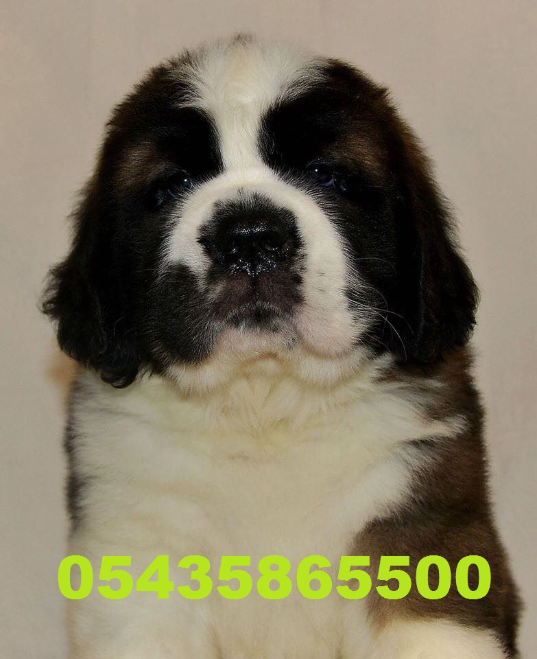 yavru saint bernard