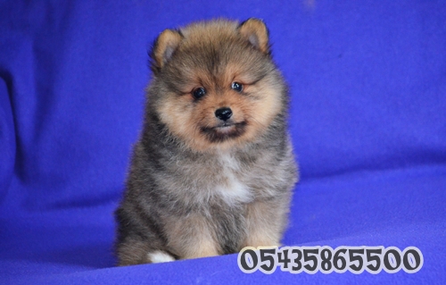 pomeranian boo dog