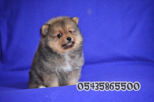 satılık pomeranian